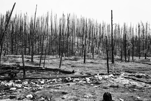 solemn summer abandoned landscape monochrome concern forest tree dirtroad blackwhite serious quiet sky idaho mountain stanley unitedstates us