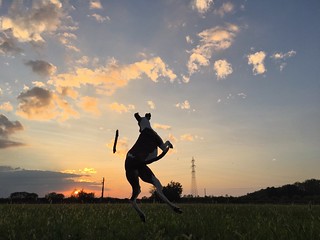Pet Portraits Sunset Sky Field Leisure Activity Silhouette Cloud - Sky Nature Lifestyles Grass Playing Full Length Sport Outdoors Jumping Motion Beauty In Nature Scenics No People One Animal Animal Themes Domestic Animals Whippet The Week On EyeEm Energet