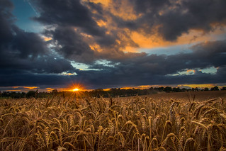 Sunset in the wheat field
