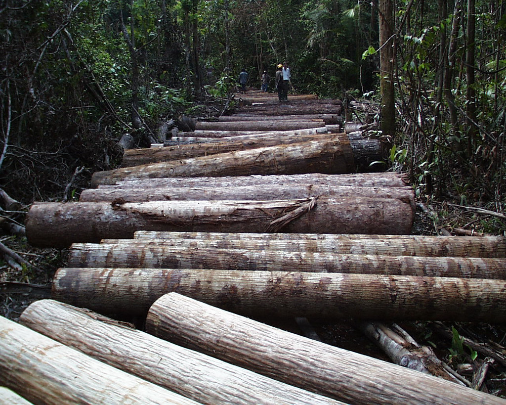 Logs to be transported to the log yard, Indonesia.