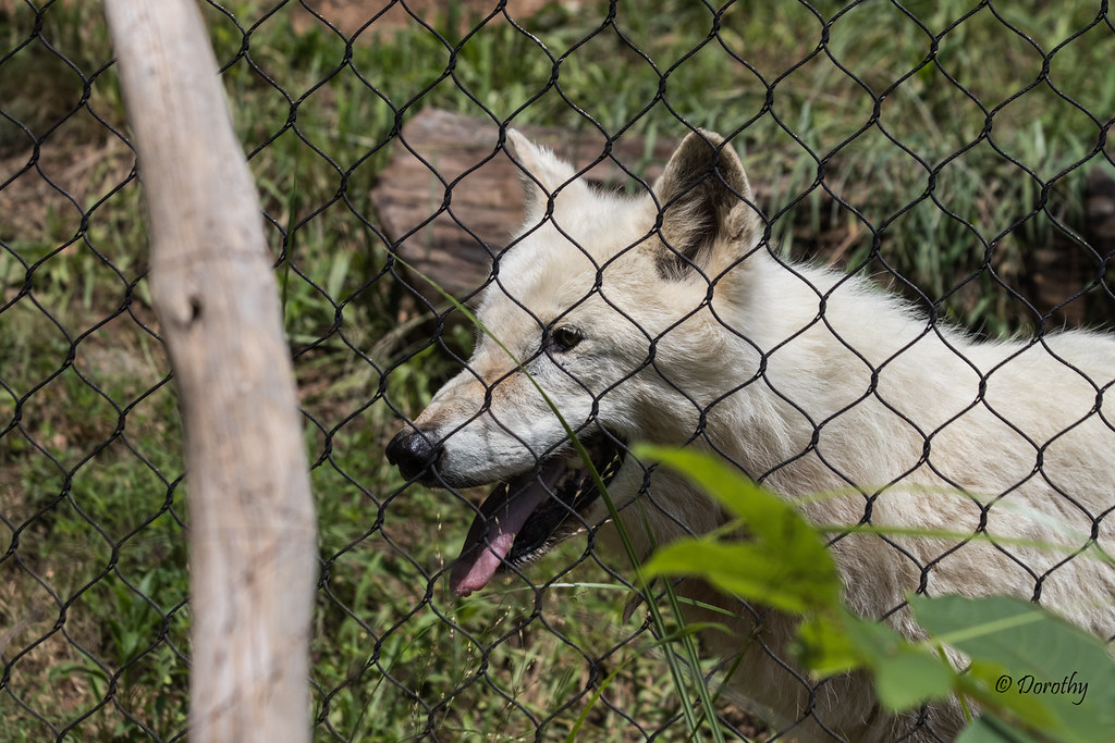Head Shot of Gray Wolf at the Washington DC National Zoo | Flickr