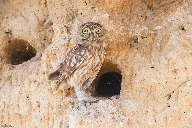 Cute Little Owl