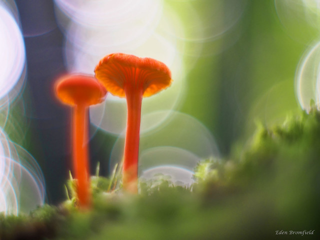 Gems of the Forest Floor (Hygrocybe cantharellus)