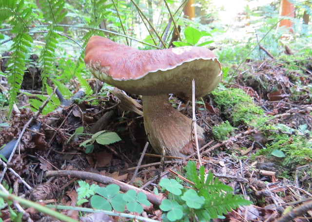 Pilze im Birkenfelder Wald (mushrooms in the Black Forest)  - Steinpilz