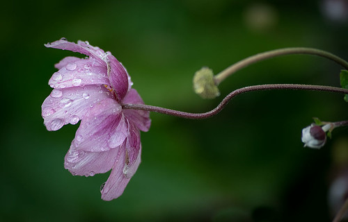 backyard-flower-wet | by Carl Craig (van)