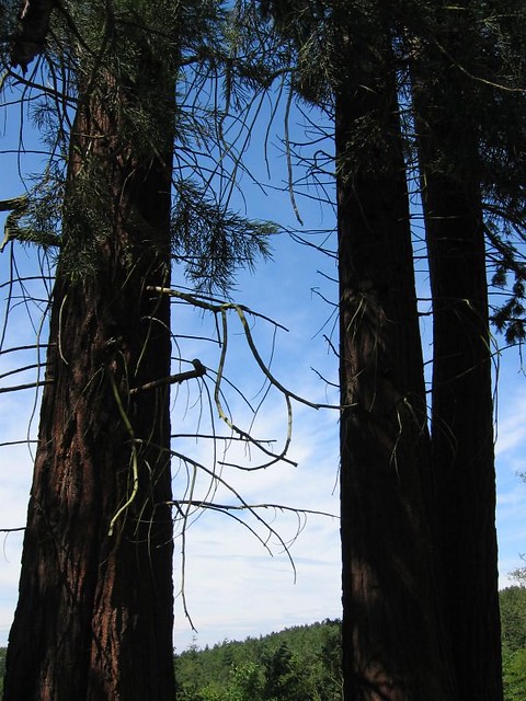 sierra redwood 
