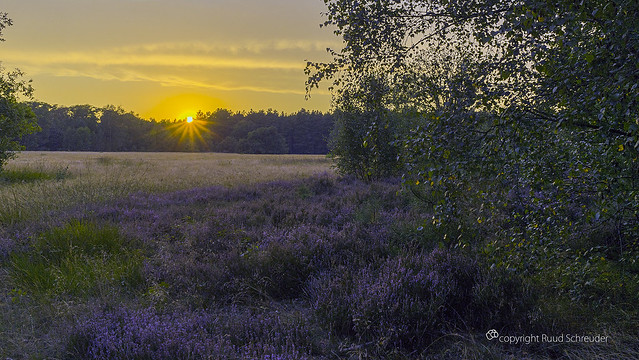 Heather sunset  at Wouwse Plantage, The Netherlands