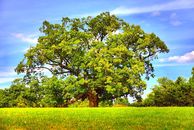 America's Largest Bebb Oak
