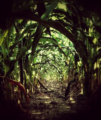 jungle field corn pathway ground green illinois back40 farming path leaves harvest maze agriculture
