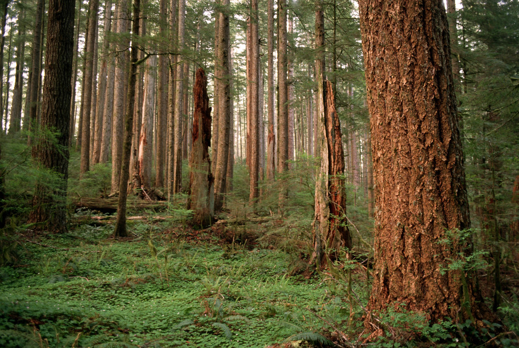 Siuslaw National Forest, old growth fir forest.jpg