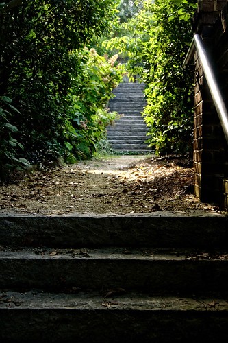stairs green woods trees trail serenbe steps brick