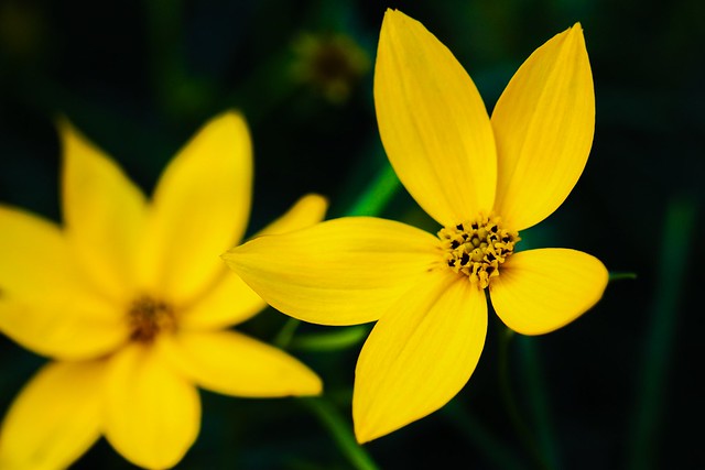 Yellow Petals