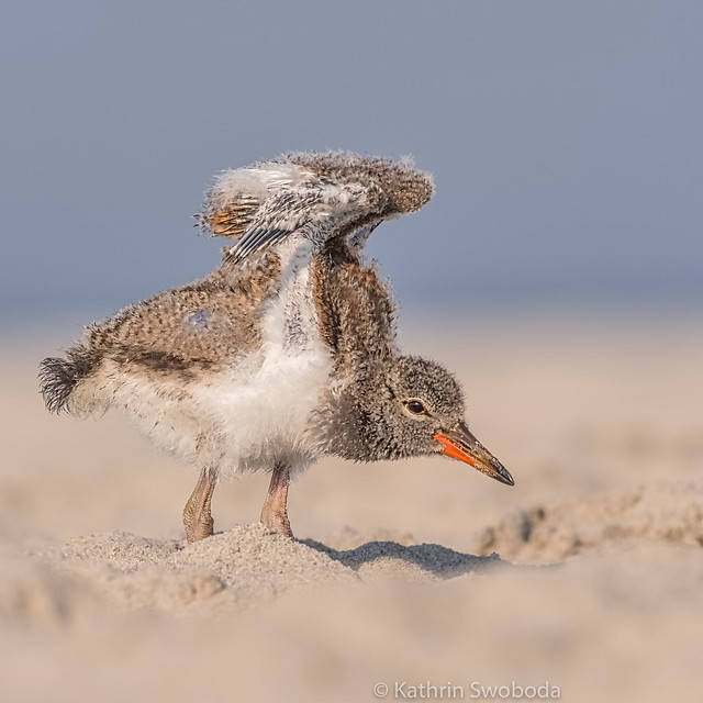 Oyster catcher chick