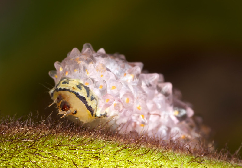 Jewelled caterpillar