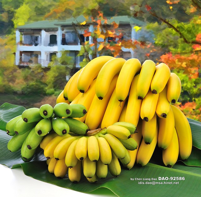 DAO-92586 台灣水果,台灣水果月曆,水果月曆,香蕉,一口蕉