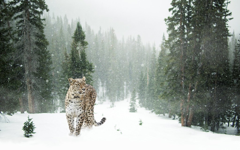 Source: wallboat.com/persian-leopard-in-snow/
This is a free image you can use it.More free Images @ wallboat.com All images are Public Domain/Free and you can use any where for any purpose without any permission.Even you can use for commercial purpose.
#snow #winter #leopard #forest #bigcat #snowfall #trees #persian #commoncreative #images #freeimages #freephotos, #oyaltyfree #weather #jungle #forest #cold