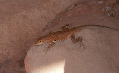 Common Side-blotched Lizard (Uta stansburiana); Hole in the Rock Well area, Utah
