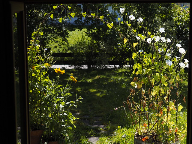 © Summer Garden Flower Ipomoea – Prunkwinde Trichterwinde Spalier Blume Garten Sommer