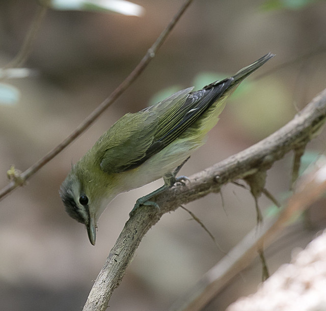 Red eyed Vireo4