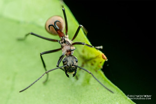 Fishhook ant (Polyrhachis sp.) - DSC_9658