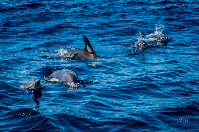 Mother and baby Dolphin group