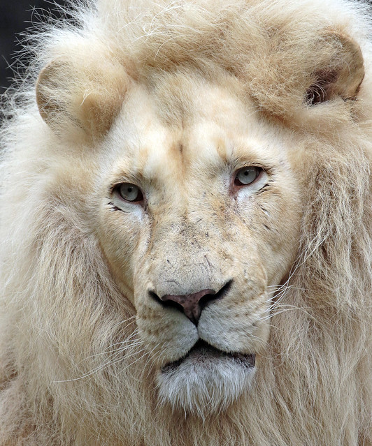 african white lion Ouwehands BB2A2914