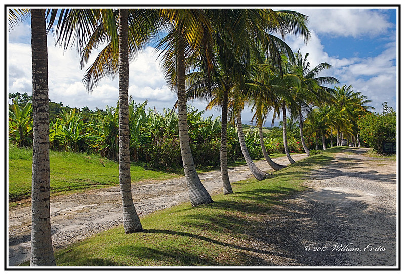 Caribbean - Barbados - An Avenue of Palm Trees - Arecaceae Family.