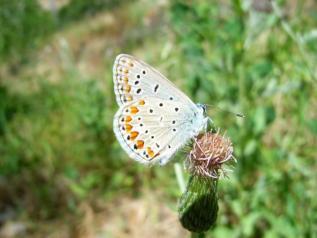 2007-07-11 vlinders 162
