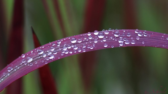 Ornamental grass with drops of water