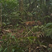 Leopard walking in the forest