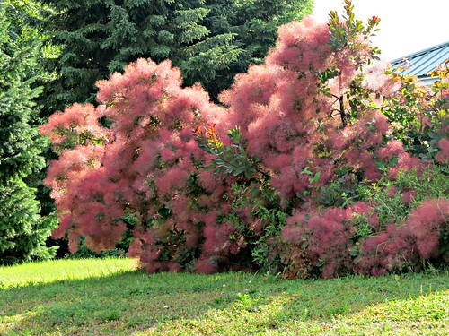 specimen tree bush smokebush lawn colour color mauve inexplore 6000views smoketree floresfloresfloresy