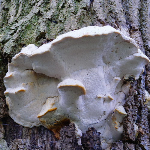 Bracket fungus on ash tree, revisited