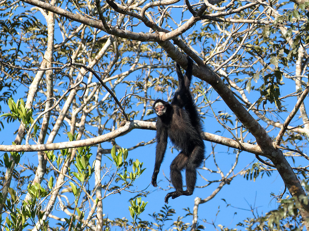 Macaco-aranha-de-cara-branca (Ateles marginatus), Dia 6 - F…