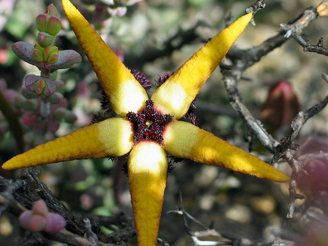 Tromotriche pedunculata ssp. pedunculata - E of skitterykloof, south africa