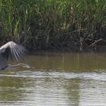 Blue Heron in Flight 