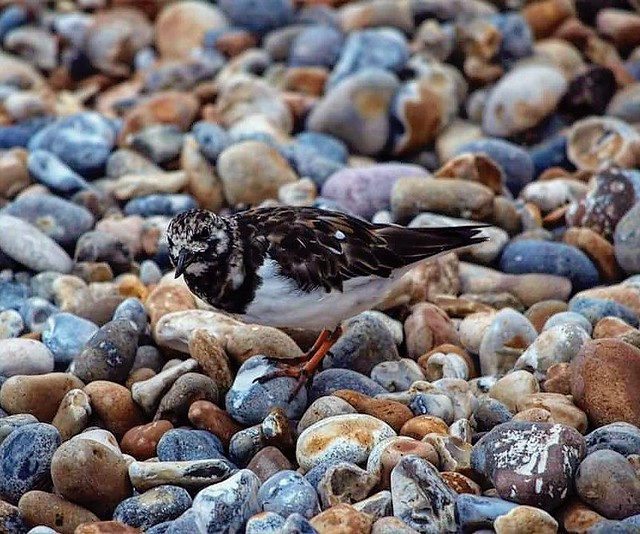 A Turnstone blending in with the pebbles on the beach in St Leonard's on Sea, Hastings, UK 😃.