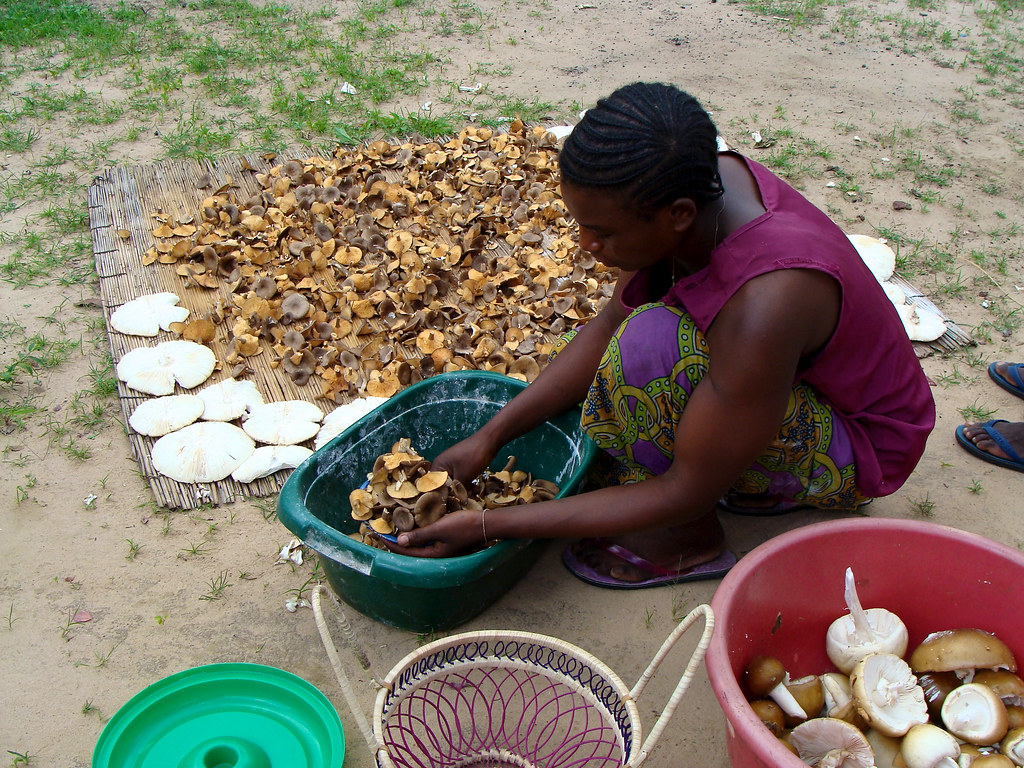 A woman prepares wild edible mushrooms from Zambia’s miombo woodlands for drying, Northwestern Zambia.