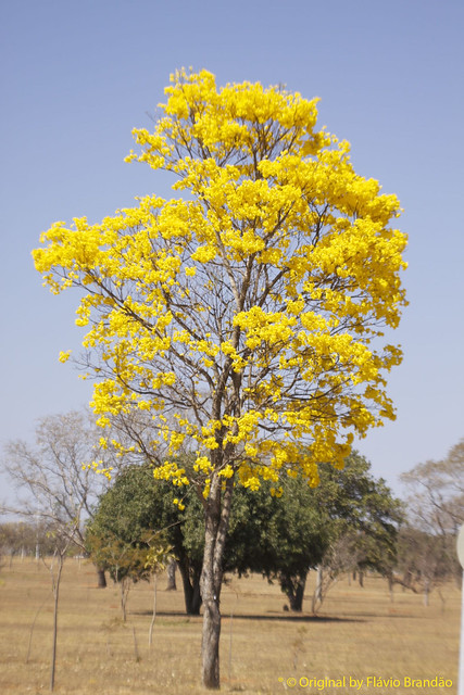 Série com o Ipê-amarelo em Brasília, Brasil - Series with the Trumpet tree, Golden Trumpet Tree, Pau D'arco or Tabebuia in Brasília, Brazil - 20-08-2017 – IIMG_7410