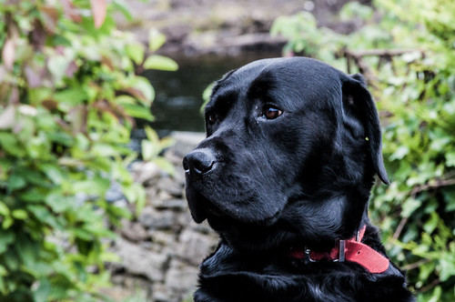 Black Lab | by Frame by Nick Frame