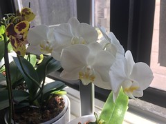 Orchid photos 2017