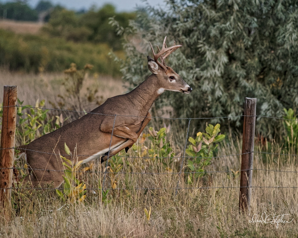 Young Buck Jumps Fence - 1 of 19