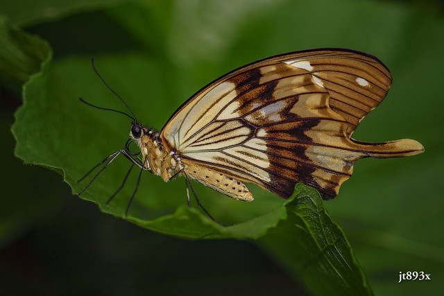 Mocker Swallowtail  (male)