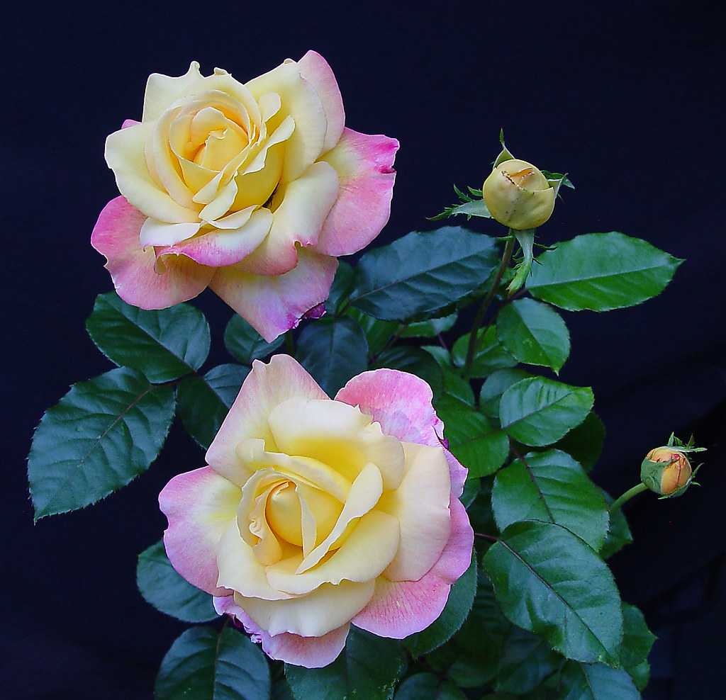 Late Roses Roses | Late bloomers for Northern Michigan | Rick Wolanin | Flickr