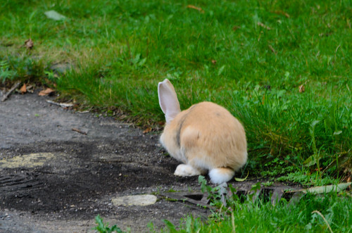 Run rabbit - pet rabbit on the loose, Northycote Farm