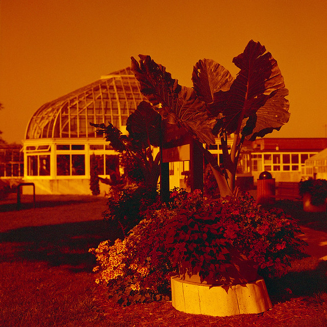 Greenhouse in Redscale