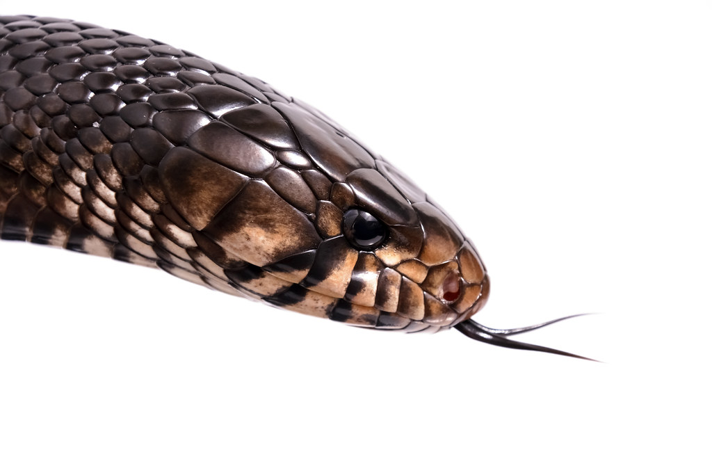 Typhen Snake Typhon | Eastern indigo snake. | Julian Rossi | Flickr