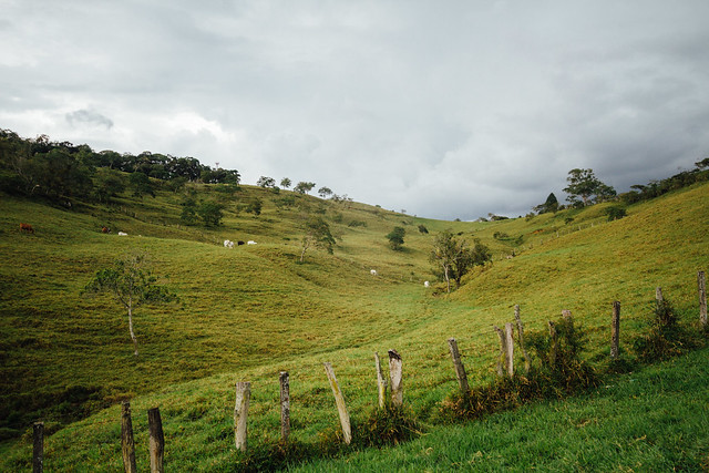 Green Valley & Cattle, Santander Colombia