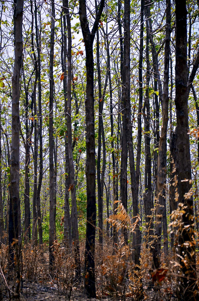 Teak (Tectona grandis) forest in Bojonegoro, East Java, Indonesia, September 2011.