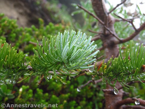 Raindrops on a pine tree, Mazama Trail, Oregon