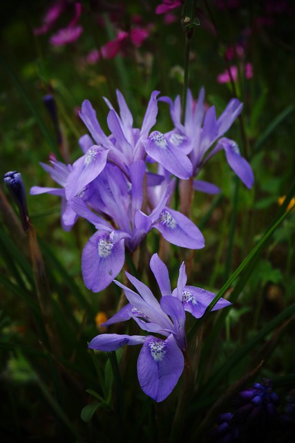 Iris sisyrinchium (Moraea)